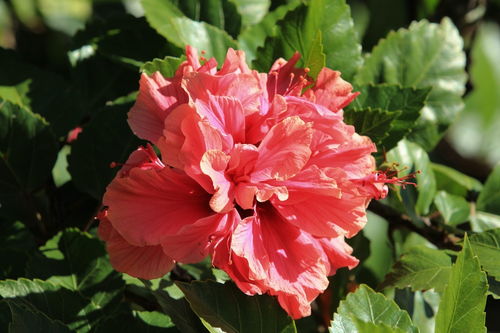 拍摄花卉的技巧与心得