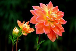 花卉一摄 捕捉自然之美