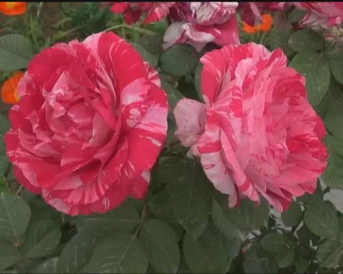 花卉带产业 2300个品种亮相月季文化节