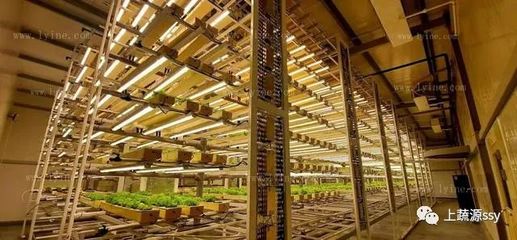 集装箱种菜 马斯克兄弟青睐的未来城市农业新模式