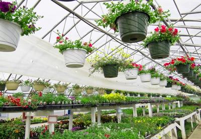 温室花卉栽培技术详解与种植建议