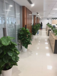 以绿为媒，大城治理中的“绣花艺术”在蓉绽放