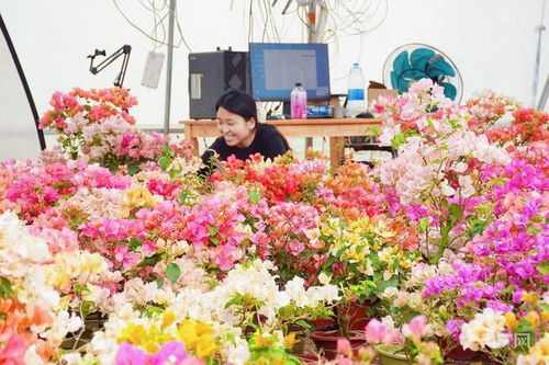 春日里的中国 闽南小村花事新，一朵三角梅绽放美丽经济
