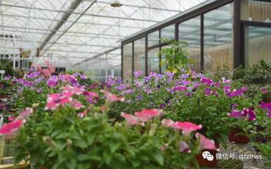 园林绿化工程中花卉栽植与养护技术解析
