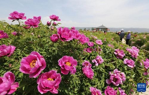 甘肃临洮 紫斑牡丹产业绽放“致富花”，技术赋能打造园艺标杆