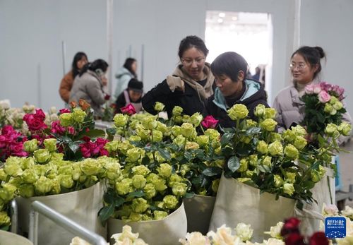 云南丽江 花卉产业芳香四溢