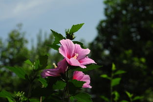 花卉练习 从入门到精通的探索之旅