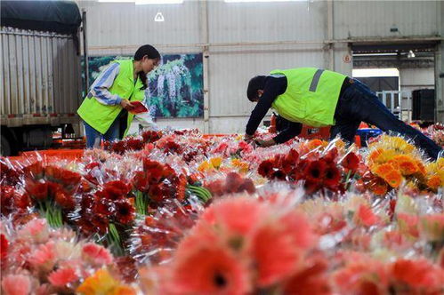 云南鲜花乘火车走俏全国，花卉种植技术咨询需求升温