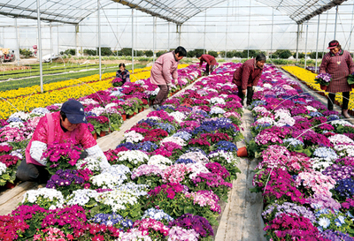 江苏海安 “花卉工厂”育苗忙 花卉种植技术咨询助力产业升级