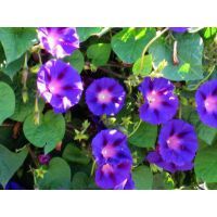 山东青州丽都花卉牵牛花种植技术与花期管理