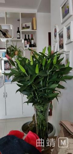 沾益菱角 百合花“开出”脱贫路，花卉种植技术咨询助力产业兴旺