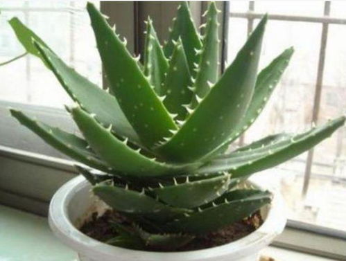 四种平民花，便宜好养颜值高，花量大不操心，越养越喜欢