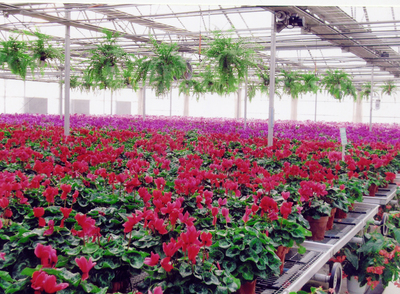 科技园区花卉种植技术咨询与创新实践指南