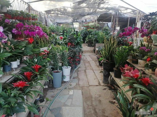 立春时节钦州花市见闻 年桔热销价高至千八，市民争购春意浓