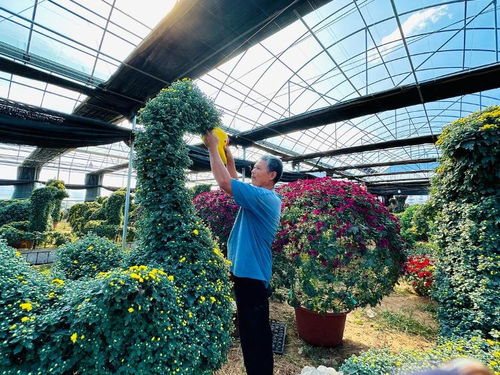 从一朵花到一条产业链 潍坊青州赵寺村的菊花如何成为“富贵花”