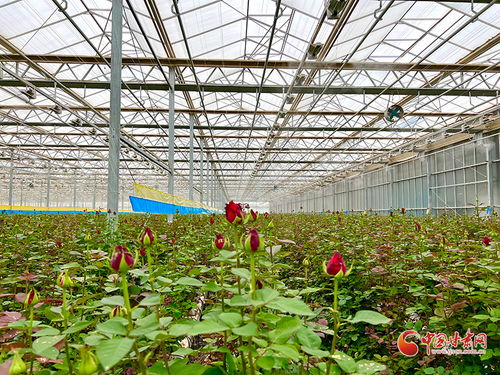 科技赋能，香溢金城 兰州新区花卉产业的蝶变之路