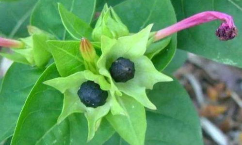 秋日采种正当时 六种易收种子花卉推荐与储存播种指南