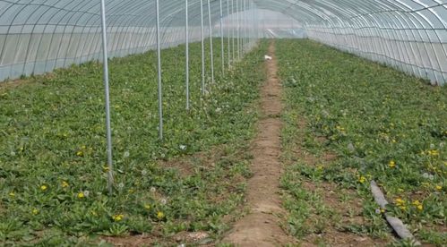 电商风采 | 蒲公英绽放“中国绿” 德辉合作社的品牌培育与绿色之路