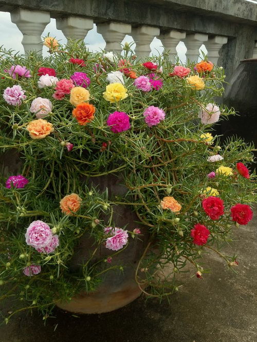 5种花期超长、花量惊人的漂亮花卉，养一盆赏花大半年！