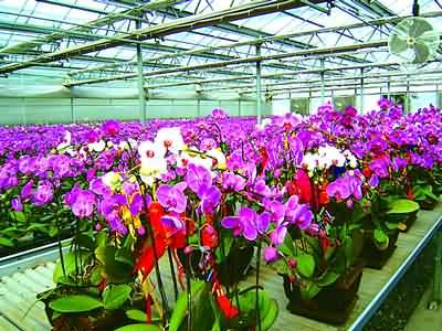 名贵蝴蝶兰成花市新宠，养护技术咨询成热门