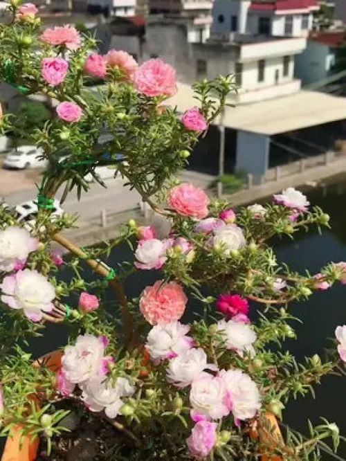 春日种下太阳花，不惧烈日，花开三季满庭芳