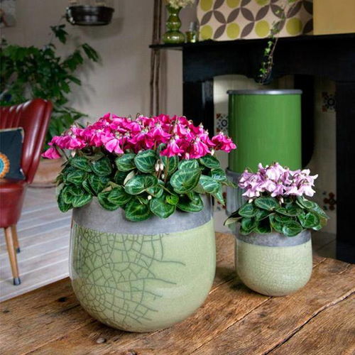 阳台必备四杰 冬日花开不断，巧衬节日氛围的养护指南